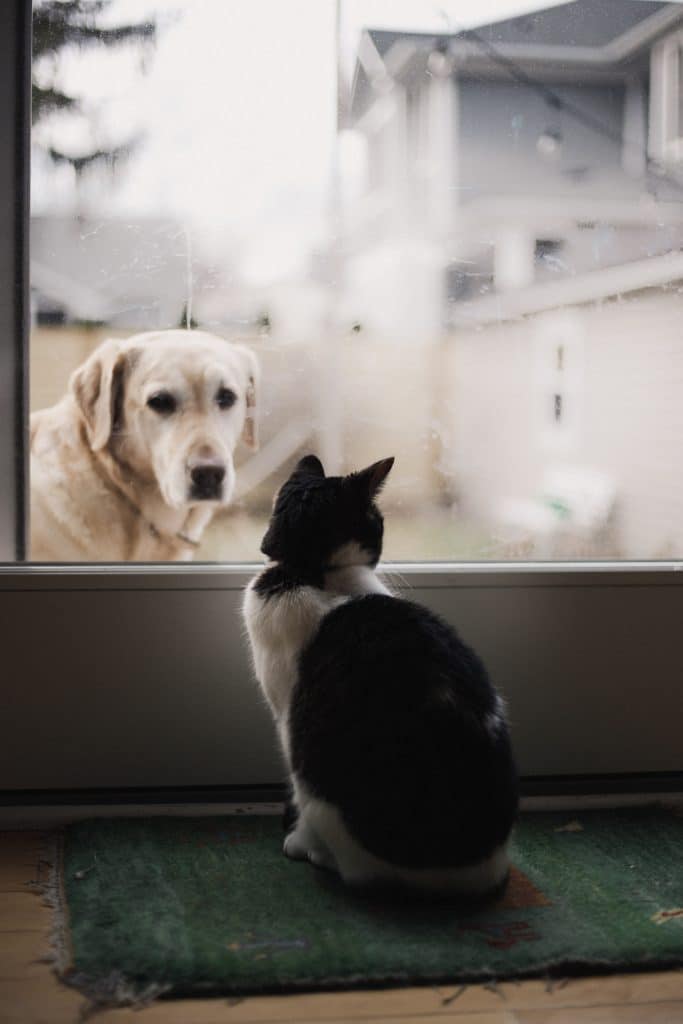 Perro desde la calle mirando tras un cristal a un gato que está dentro de casa